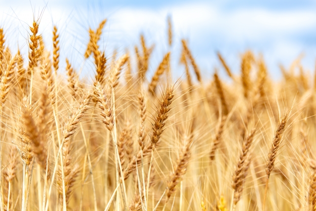 小麦,穀物
