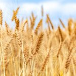 小麦,穀物